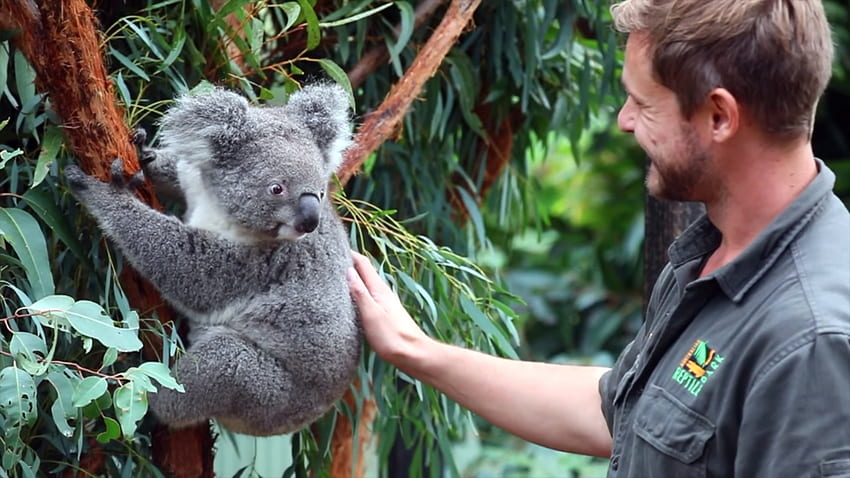 Bayi koala lahir di taman margasatwa Australia; pertama sejak kebakaran hutan New South Wales yang menghancurkan, Koala Babies Wallpaper HD