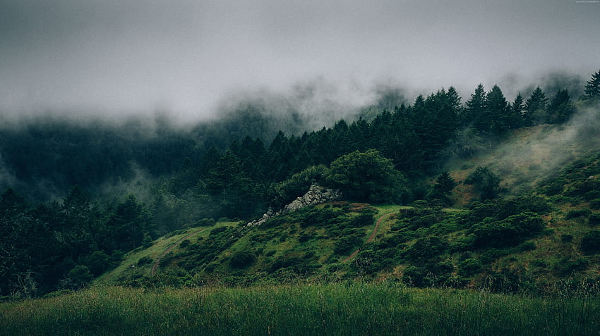 森, , , , もや, 丘, 霧, 自然 高画質の壁紙