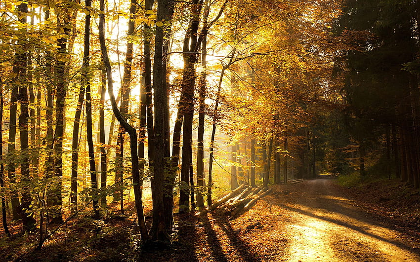 Nature, Trees, Road, Forest, Sunlight, Logs HD wallpaper