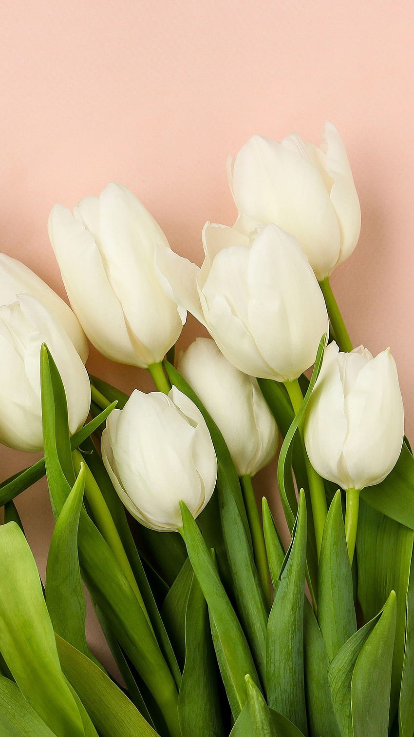 Tulip Bumi Putih </a> wallpaper ponsel HD