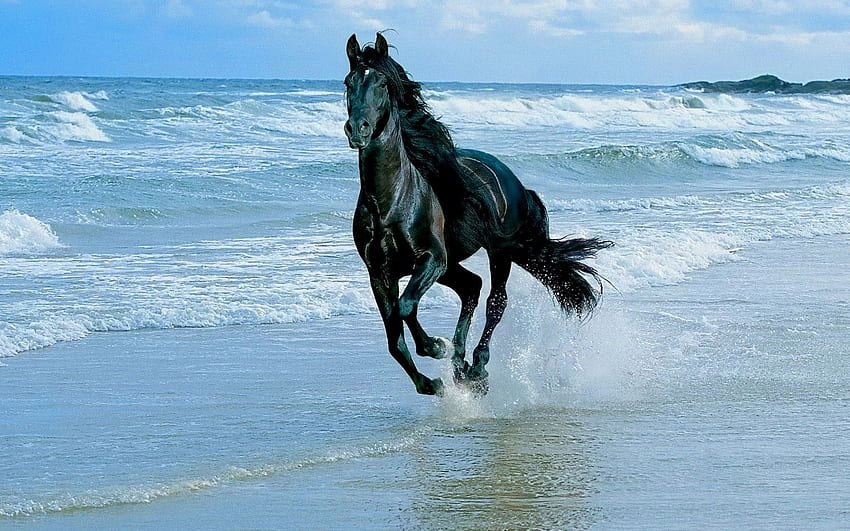 Animals, Horses, Sea, Waves HD wallpaper