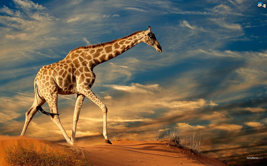 giraffes, clouds, sand, wild HD wallpaper
