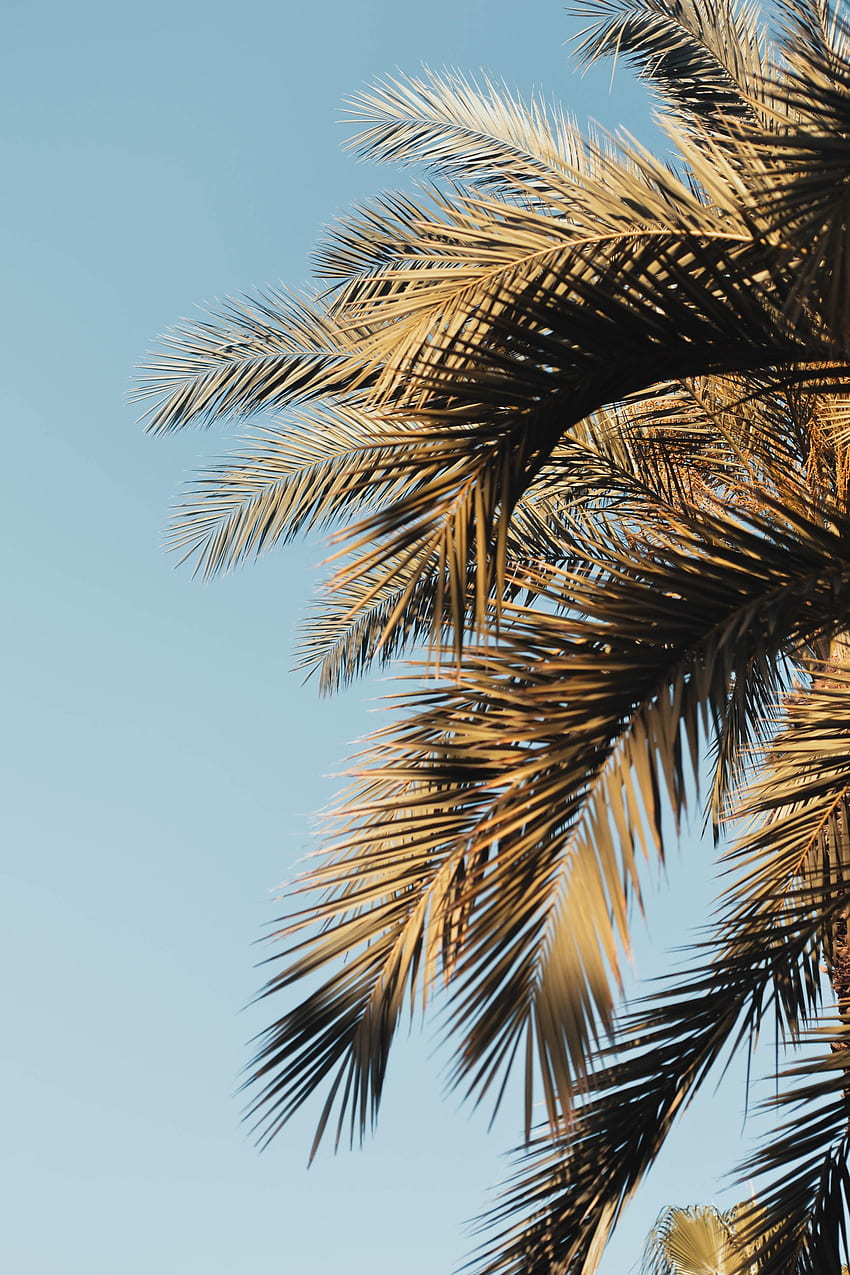 Nature, Sky, Leaves, Palms, Branches HD phone wallpaper | Pxfuel