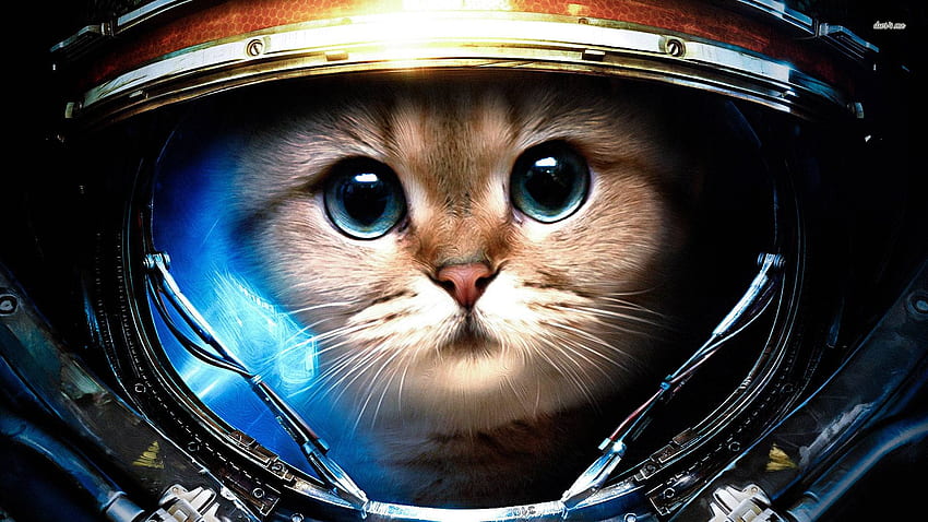 Dark British Cat สำหรับ Samsung Galaxy - Space Cat - , Amazing Cat Galaxy วอลล์เปเปอร์ HD