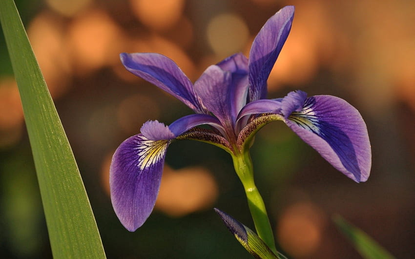 Iris, Flor, Macro, Pétalos fondo de pantalla