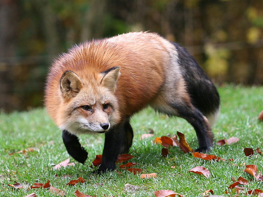Animals, Grass, Autumn, Leaves, Fox, Hunt, Hunting, Alertness HD wallpaper