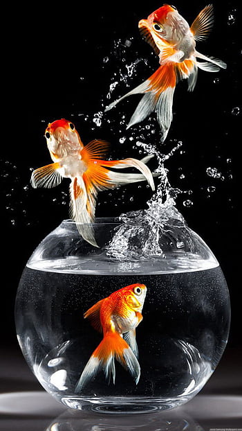 Goldfish Hd Desktop Wallpaper