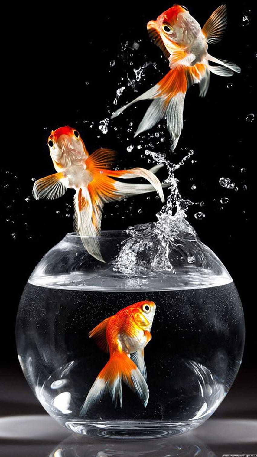 Live Moving Fish, 3d fish HD wallpaper | Pxfuel-omiya.com.vn