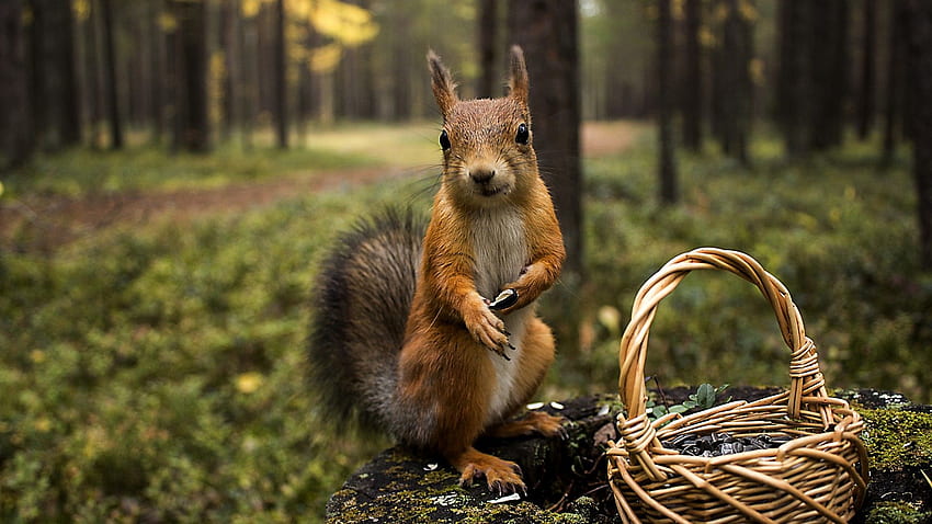 Forest, nature, squirrel, stump, animal, Baby Squirrel HD wallpaper