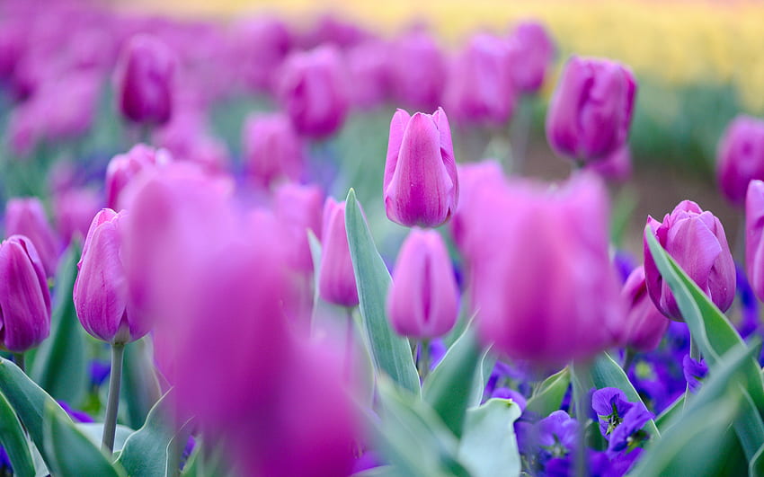 tulipani viola, fiori di campo, tulipani, fiori viola, con tulipani, bellissimi fiori Sfondo HD