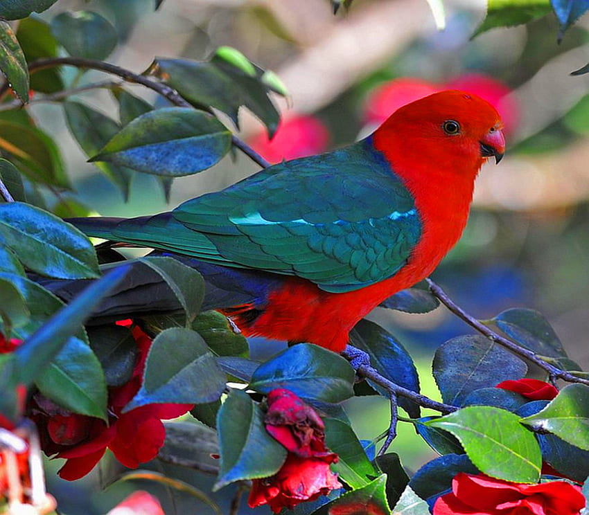 Australijski król Parrott, niebieski, australia, czarny, papuga, liście, zielony, czerwony Tapeta HD