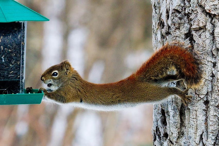 funny squirrel, funny, nature, wild, squirrel HD wallpaper