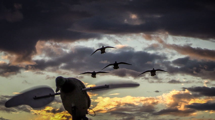 Лов на патици, водоплаващи птици HD тапет