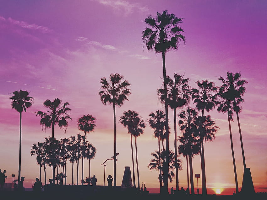 Palmiers, arbres, coucher de soleil - Artistes californiens de Venice Beach Fond d'écran HD