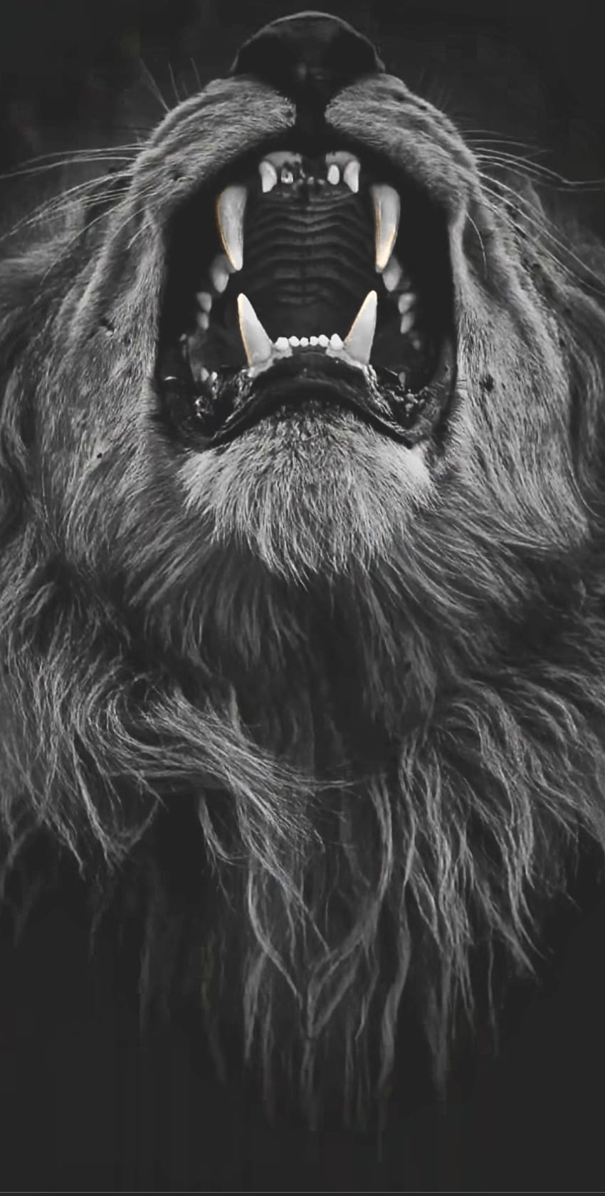 Lion roar, head, king, aggressive, monster HD phone wallpaper