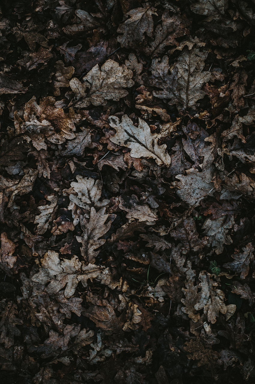 자연, 가을, 나뭇잎, 참나무, 타락한 HD 전화 배경 화면