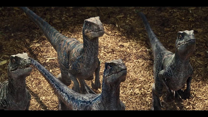 Velociraptor, Jurassic Park Velociraptor Wallpaper HD