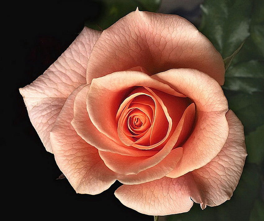 Rose for Dee, rose, pink, leaves, flower, single HD wallpaper