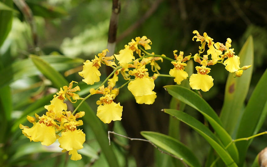 Fiore Giallo Orchidea Giardino Collezione Fiori Fiore Sfondo HD