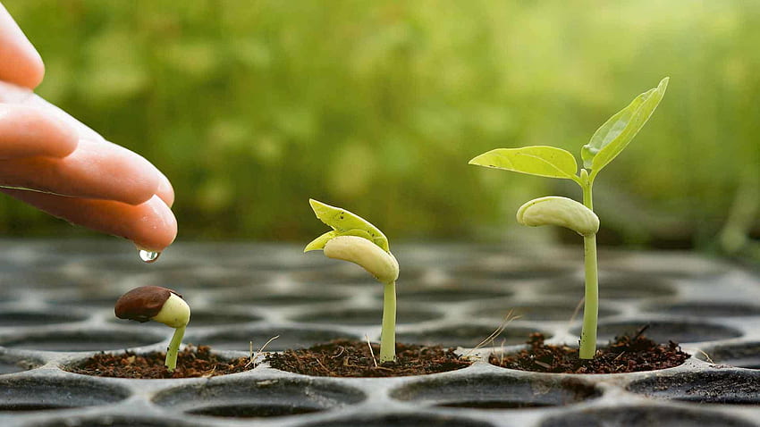 I per la crescita spirituale: far crescere il seme sacro, germinare il seme Sfondo HD
