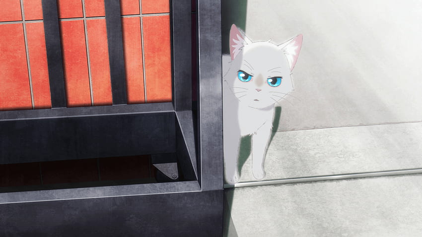 Ghost Cat Anzu  AnimePlanet