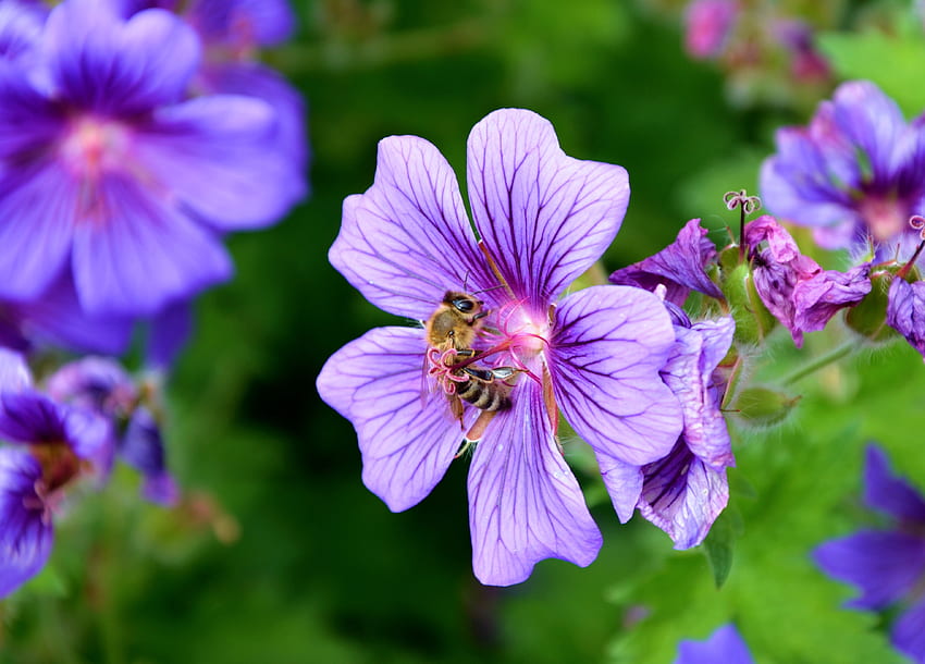 Цвете, макро, пчела, прашец, нектар HD тапет