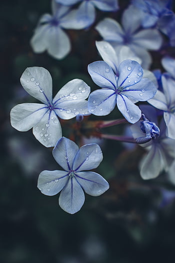 Rain Flowers Pictures  Download Free Images on Unsplash