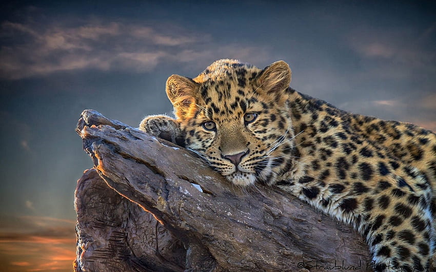 Animals, Lies, Leopard, Snag HD wallpaper