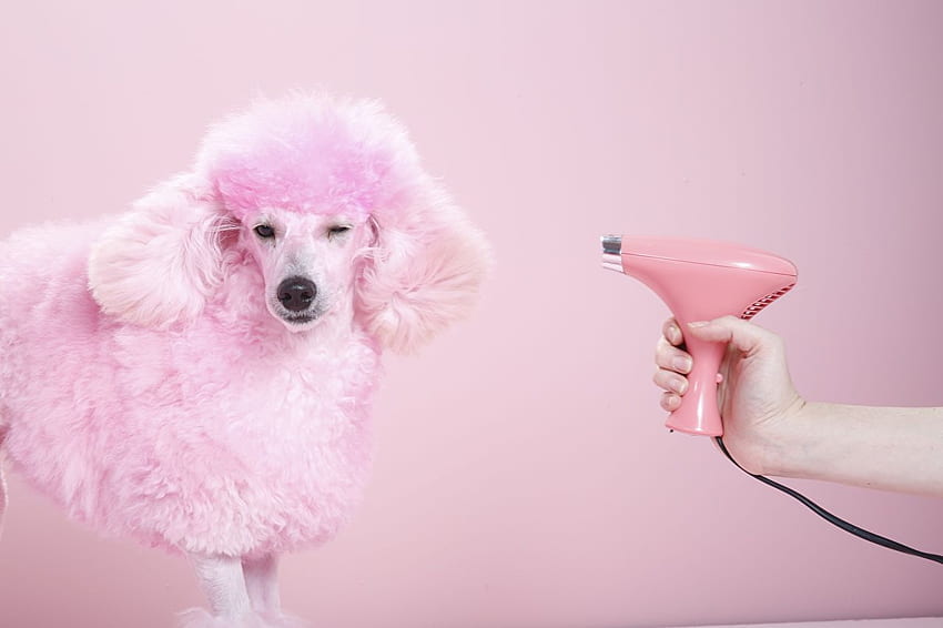 Poodle Dogs grooming Pink color Snout Animals HD wallpaper