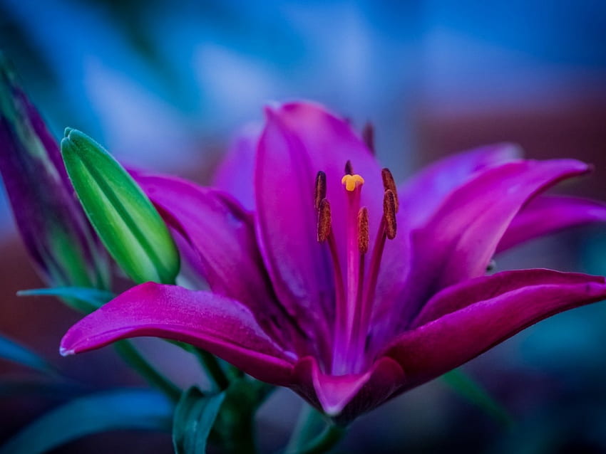 ลิลลี่สีม่วง สีม่วง ธรรมชาติ ดอกไม้ ลิลลี่ วอลล์เปเปอร์ HD