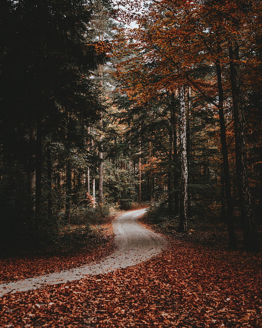 Nature, Autumn, Forest, Track, Fallen Foliage, Fallen Leaves HD phone wallpaper