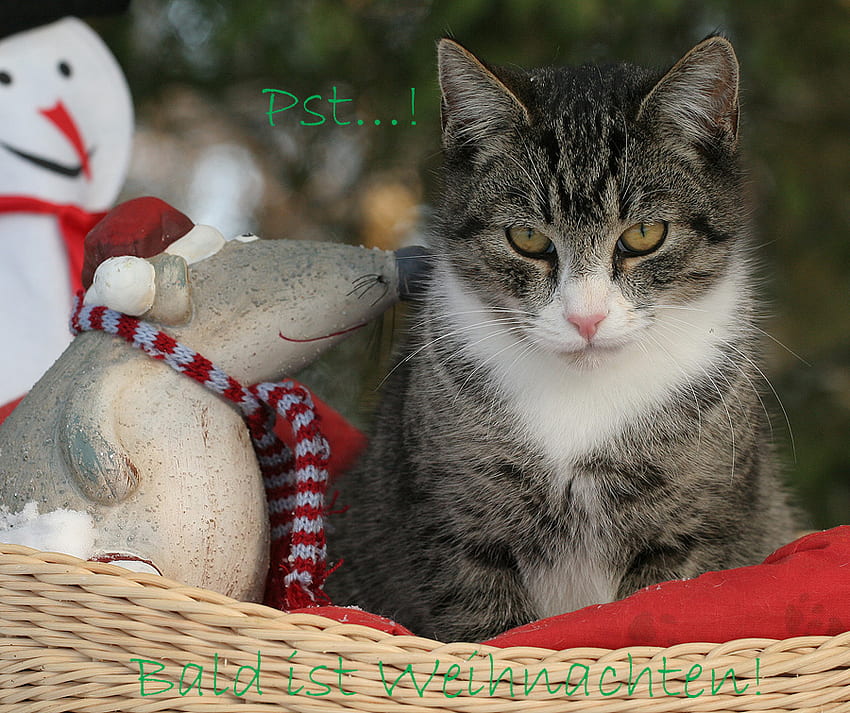 Pssst....Christmas is soon...., cat, toys, animals, christmas HD wallpaper