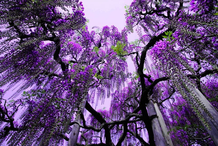 Purple Blossom Tree, purple, light, limbs, vines, sky, nature, blossom, tree HD wallpaper