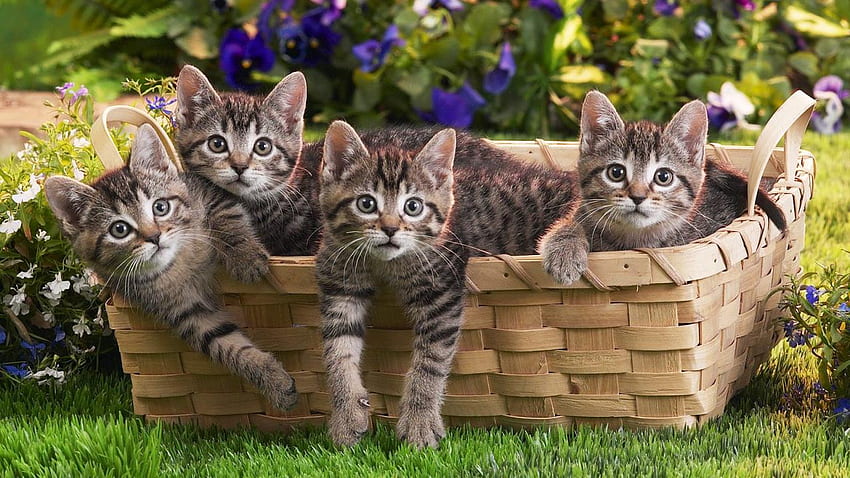 KITTENS IN BASKET, animal, kitten, animals, cute, cat, feline, kittens HD wallpaper