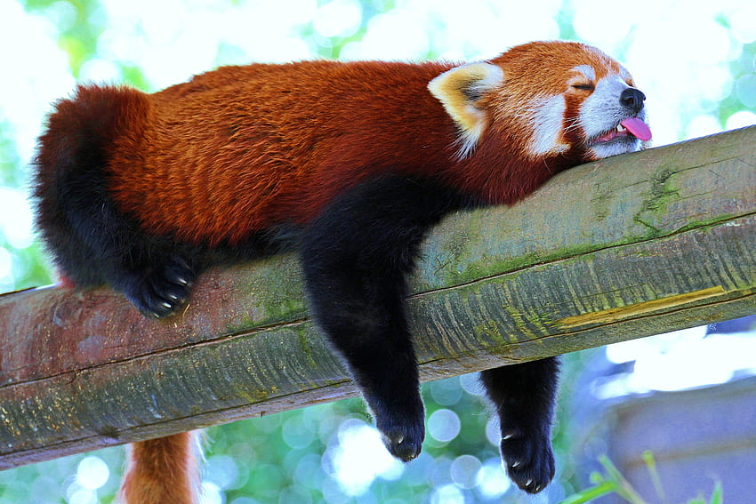 Animals, Branch, Relaxation, Rest, Sleep, Dream, Panda, Red Panda, Little Panda, Small Panda HD wallpaper