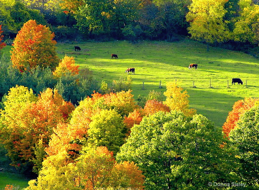 Wiejska jesień, kolory, złoto, kraj, pomarańcza, liście, krowy, zieleń, jesień, pastwisko Tapeta HD