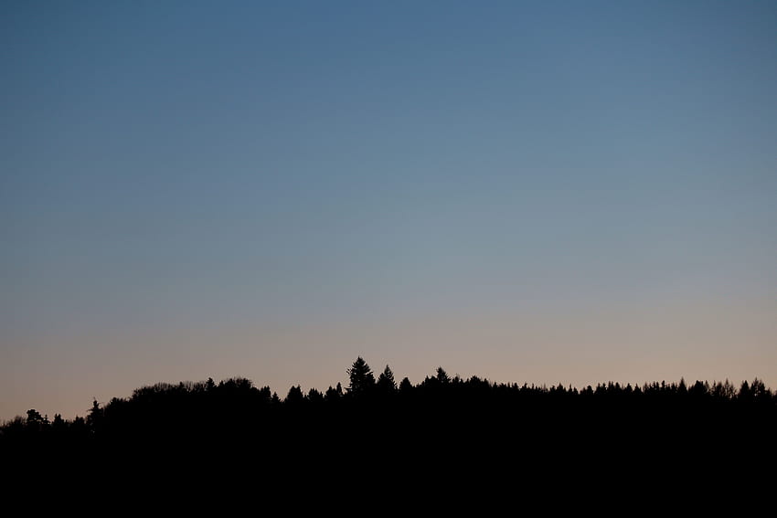 Nature, Trees, Sunset, Twilight, Forest, Dusk HD wallpaper