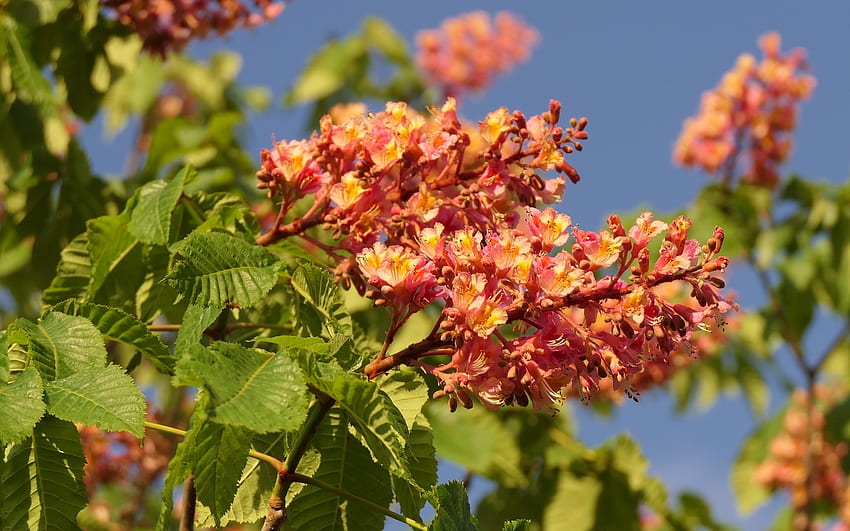 Red Chestnut Blossoms, chestnut, tree, red, blossoms, spring HD wallpaper