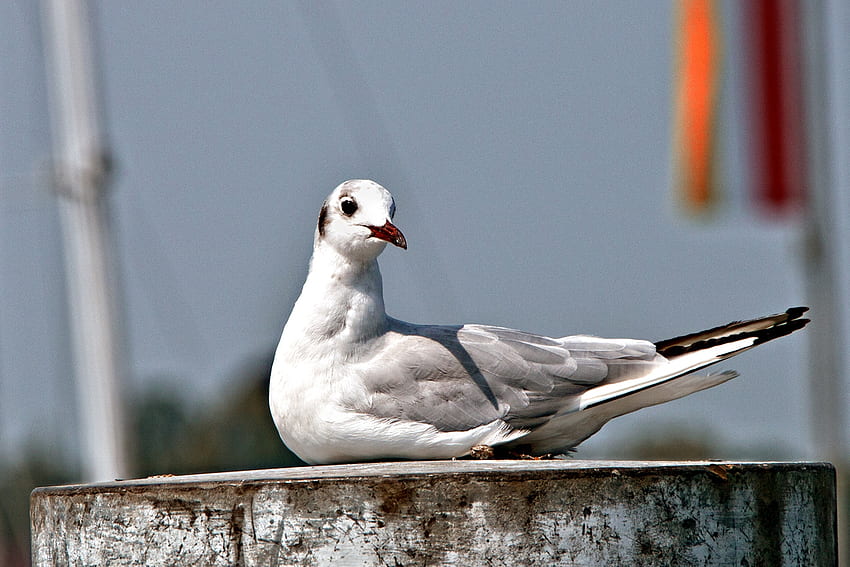 Animals, Bird, Sit, Beak, Gull, Seagull HD wallpaper