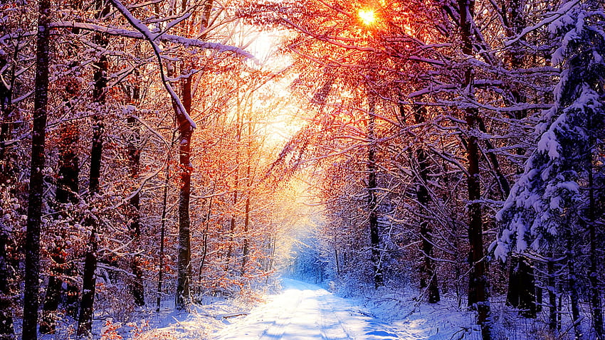 Sunshine In Snowy Forest, 2560X1440 Winter HD wallpaper