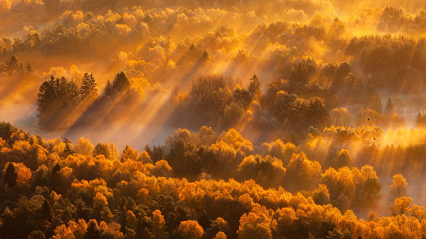 太陽光、秋、木々、自然 高画質の壁紙