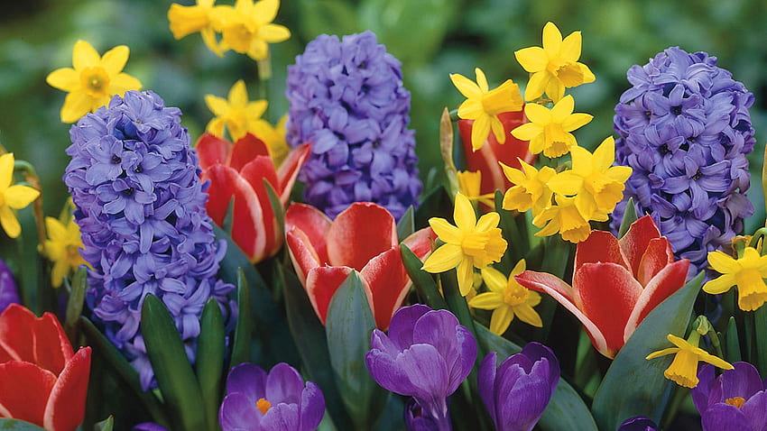 Wiosenne kwiaty, krokusy, kwiaty, tulipany, wiosna, hiacynt Tapeta HD