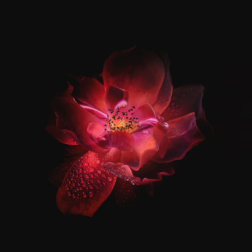 Red flower, Dark background, , Flowers, Dark Lotus HD phone wallpaper