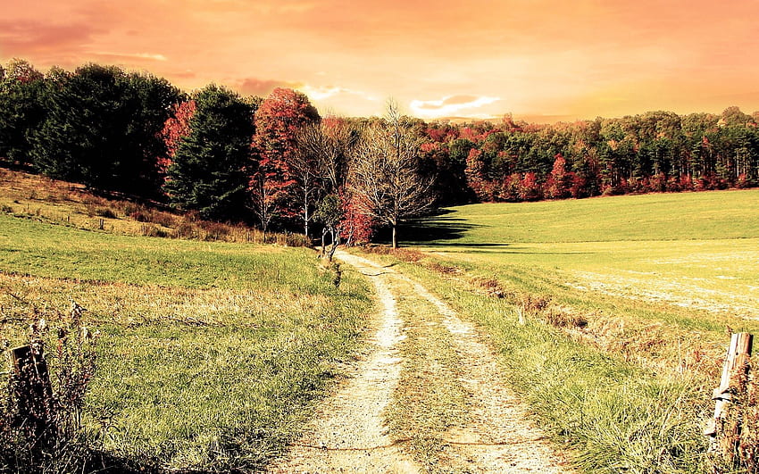 camino, naturaleza, árboles, otoño, bosque, campo, color, colores fondo de pantalla