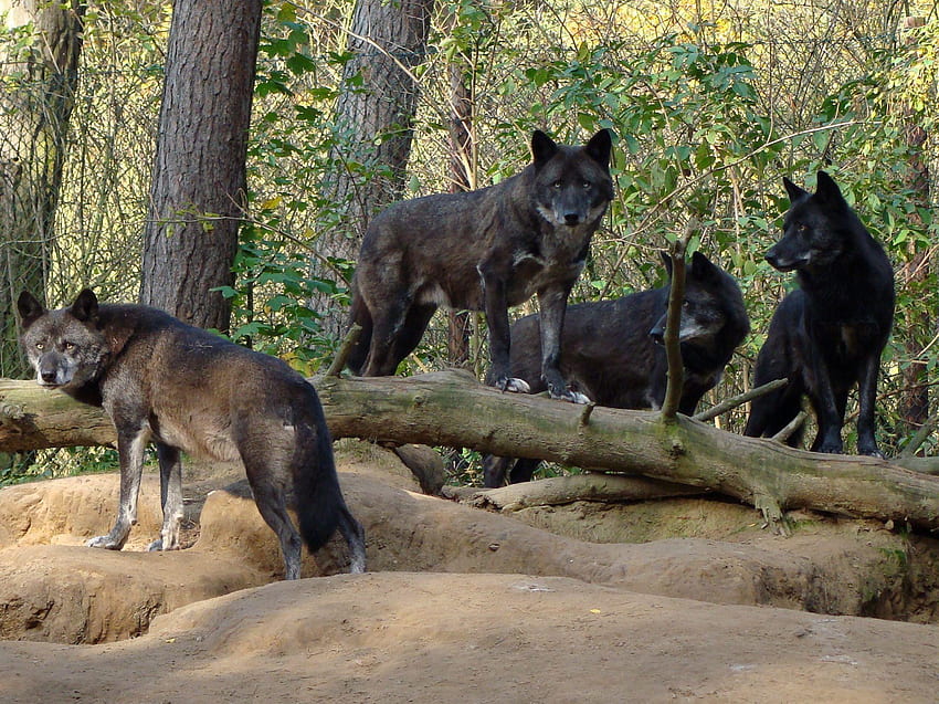 bando de lobos negros, inverno, cachorro, canis lupus, lobo solitário, lobo, uivando, neve, o bando, mítico, branco, madeira, lobos, cinza, lobo, sabedoria linda, lobo cinzento, canino, natureza lobo guará, amizade, ártico, solidão, preto, citações, matilha de lobos, animal selvagem preto, wolfrunning, abstrato, matilha, majestoso, uivo, espírito, lobo papel de parede HD