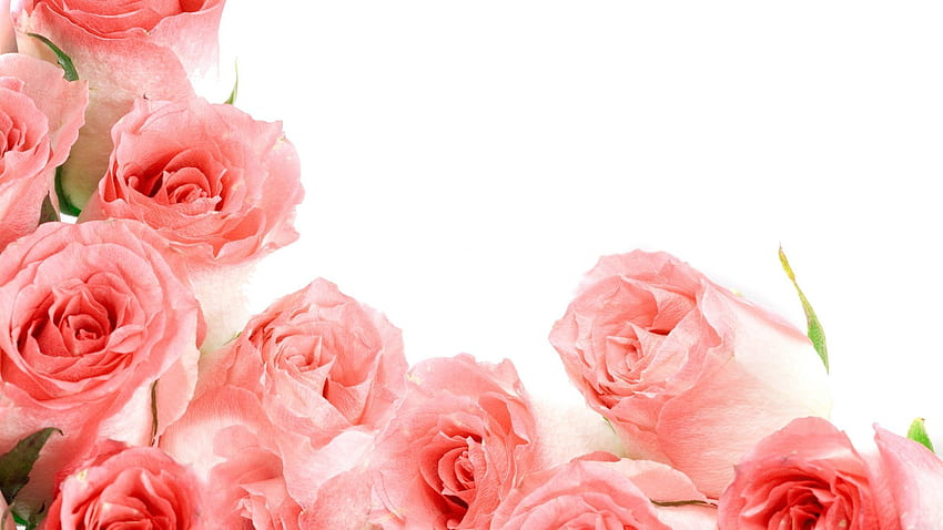 EEAAAA Color : Soft Roses Pastel Nice Pink Rose Flower, Pastel Facebook HD wallpaper