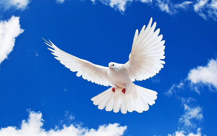 Blue Sky White Dove Terbang Baru Masuk Wallpaper HD