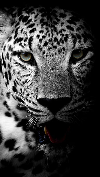 Black Leopard Wallpapers  Top Free Black Leopard Backgrounds   WallpaperAccess