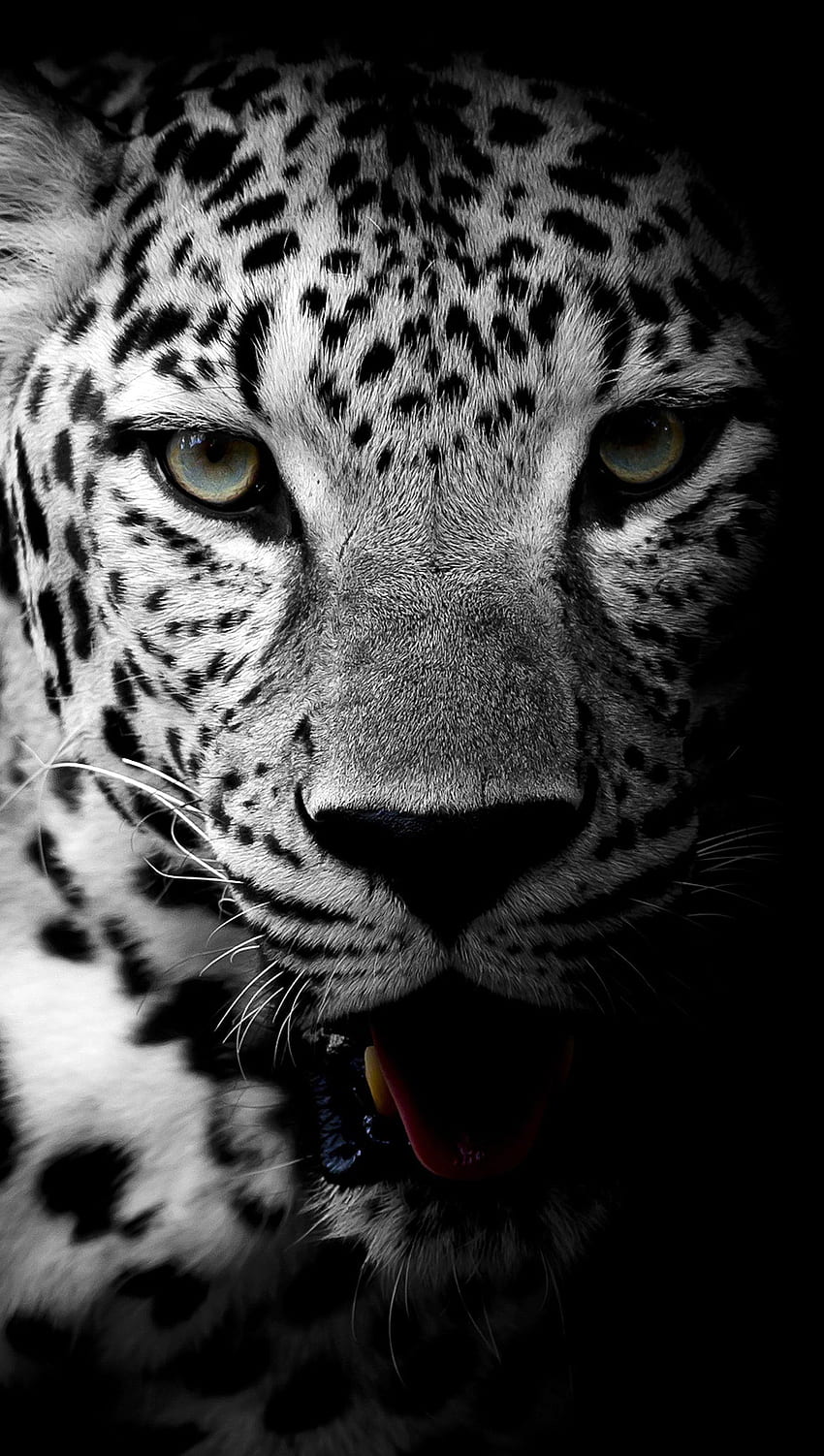 Leopardo Blanco y Negro Ultra fondo de pantalla del teléfono