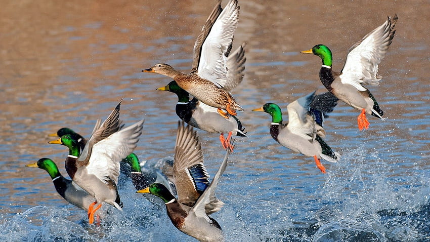 : Mallard Ducks Flying - Animal, Bird, Duck - - Jooinn HD wallpaper